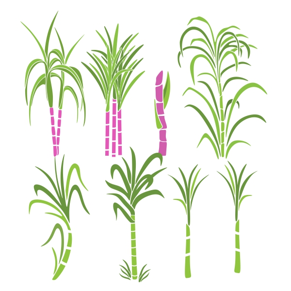 Sugarcane Pack SVG Cuttable Designs