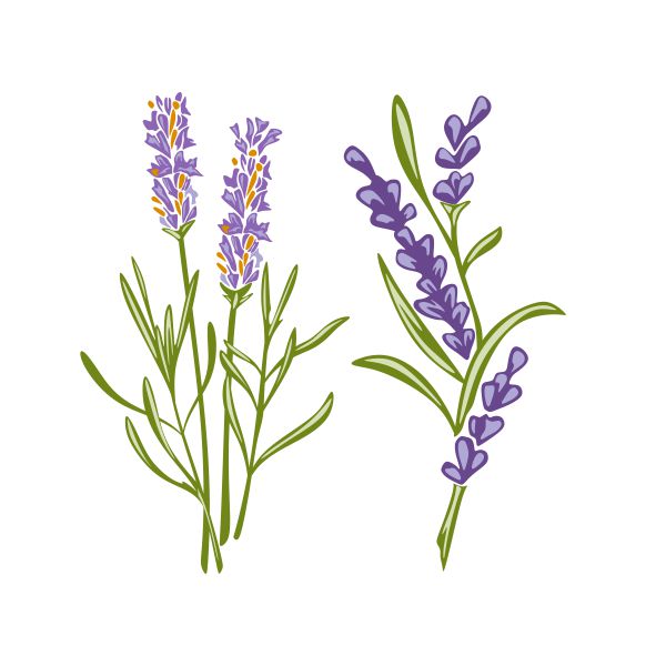 Lavender Flower Cuttable Design
